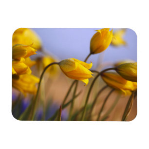 Magnet Flexible Gros plan des jonquilles