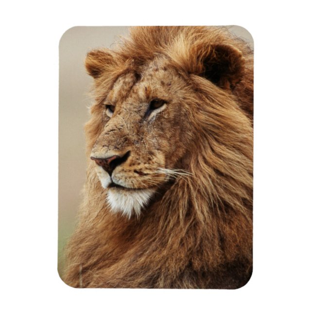 Magnet Flexible Gros plan du lion mâle (Vertical)