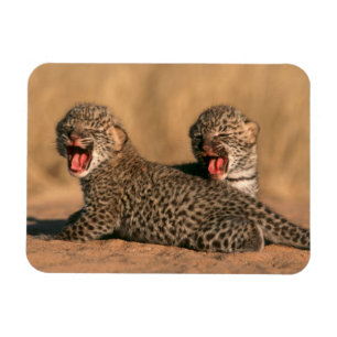 Magnet Flexible Gros Plan Du Nouveau Léopard (Panthera Pardus)