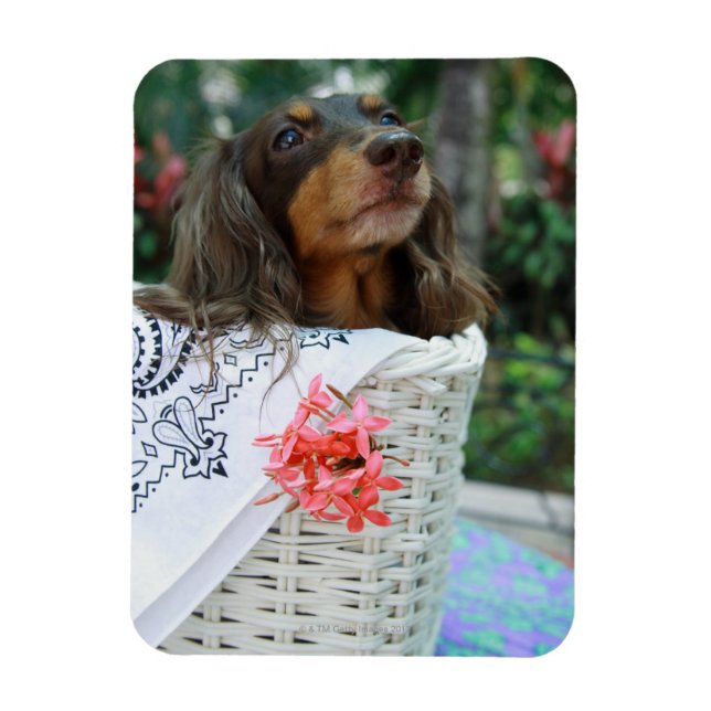 Magnet Flexible Gros plan d'un chien Dachshund assis dans un panie (Vertical)