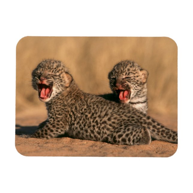 Magnet Flexible Gros plan d'un léopard nouveau-né (Panthera Pardus (Horizontal)