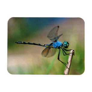 Magnet Flexible Gros plan d'une libellule bleue sur une branche