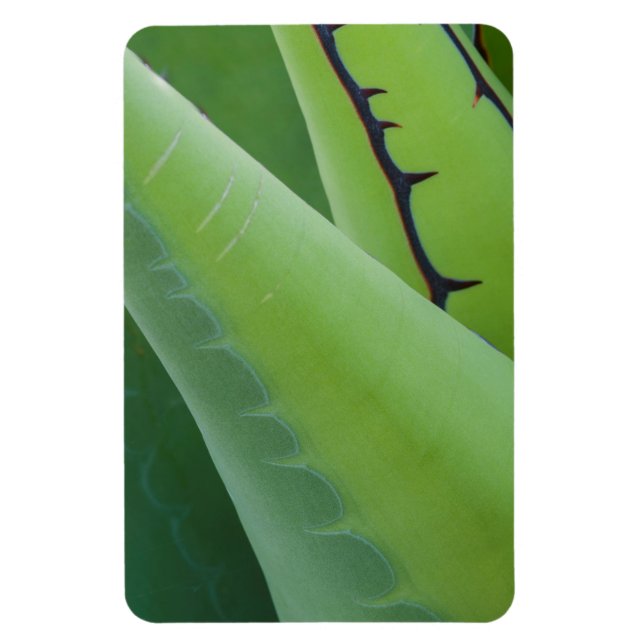 Magnet Flexible Gros Plan Sur Agave (Vertical)