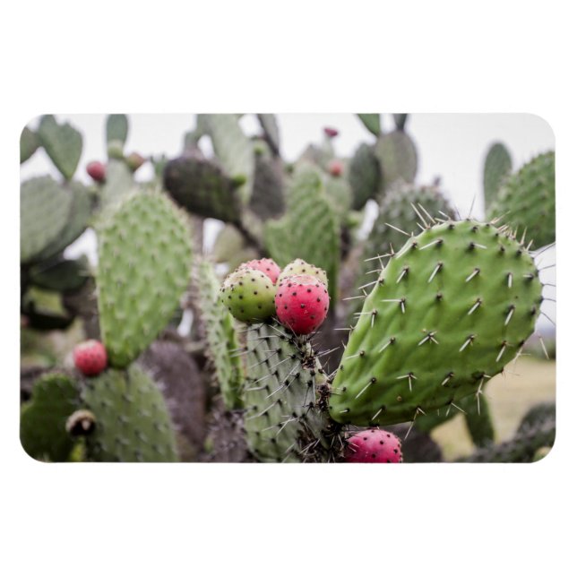 Magnet Flexible Gros plan sur le cactus figuier de barbarie (Horizontal)
