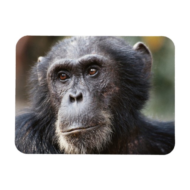 Magnet Flexible Gros plan sur un chimpanzé mâle (Horizontal)