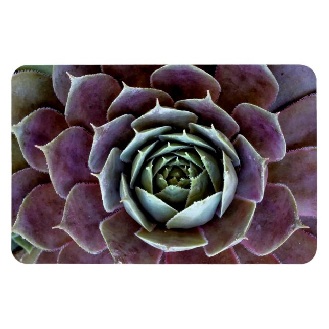 Magnet Flexible Gros plan sur une succulente violette (Horizontal)