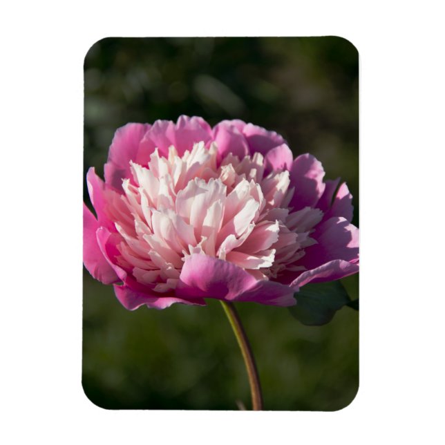 Magnet Flexible Grosses fleurs de pivoine rose le jour du printemp (Vertical)