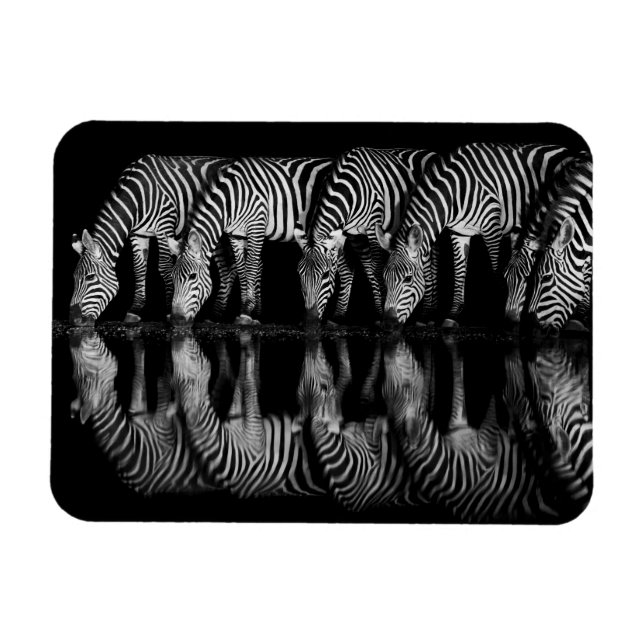 Magnet Flexible Group of Plains Zebra Drink Together at Night (Horizontal)
