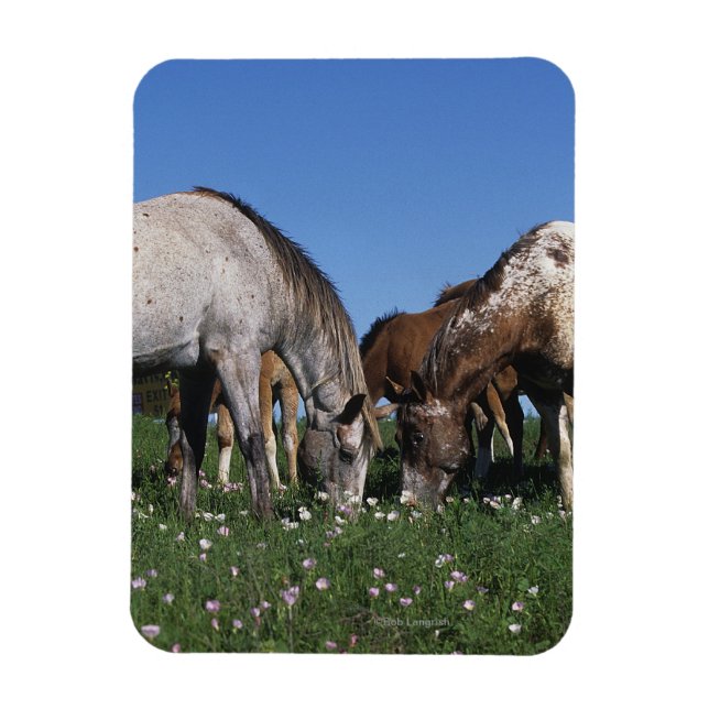 Magnet Flexible Groupe d'Appaloosa Horses Grazing (Vertical)