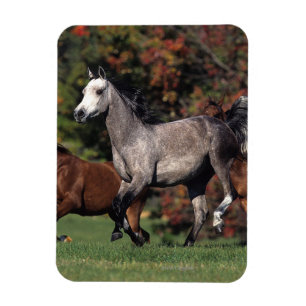 Magnet Flexible Groupe de Chevaux arabes en course