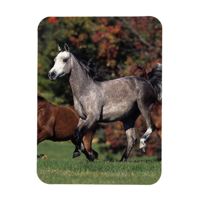 Magnet Flexible Groupe de Chevaux arabes en course (Vertical)