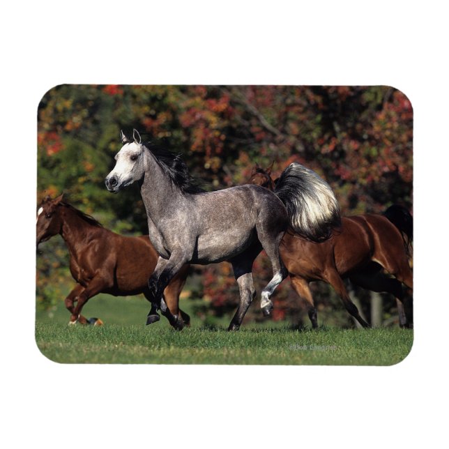 Magnet Flexible Groupe de Chevaux arabes en course (Horizontal)
