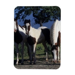 Magnet Flexible Groupe de Chevaux de Peinture