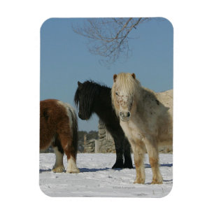 Magnet Flexible Groupe de Chevaux miniatures dans la neige