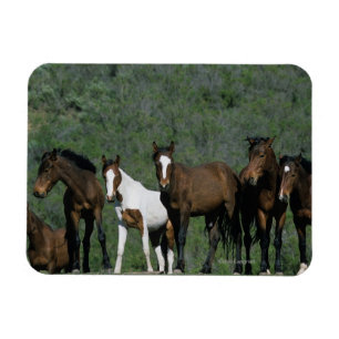 Magnet Flexible Groupe de chevaux sauvages de mustang