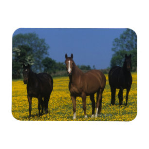 Magnet Flexible Groupe de chevaux Thoroughbred