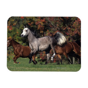 Magnet Flexible Groupe de fonctionnement arabe de chevaux