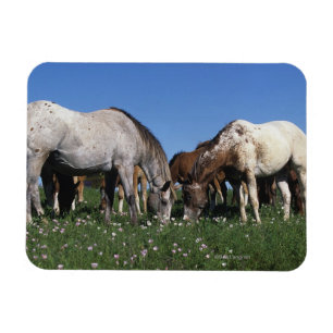 Magnet Flexible Groupe de pâturage de chevaux d'Appaloosa