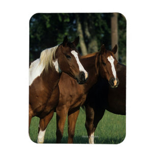 Magnet Flexible Groupe de position de chevaux de peinture
