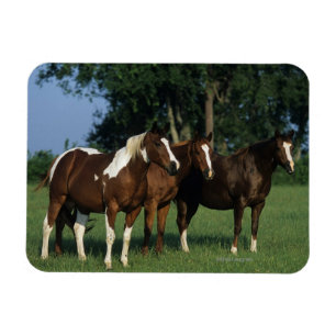 Magnet Flexible Groupe de position de chevaux de peinture