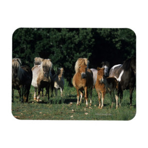 Magnet Flexible Groupe de poulains miniatures