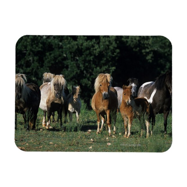 Magnet Flexible Groupe de poulains miniatures (Horizontal)