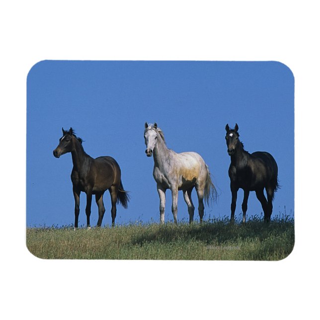Magnet Flexible Groupe des Arabes (Horizontal)