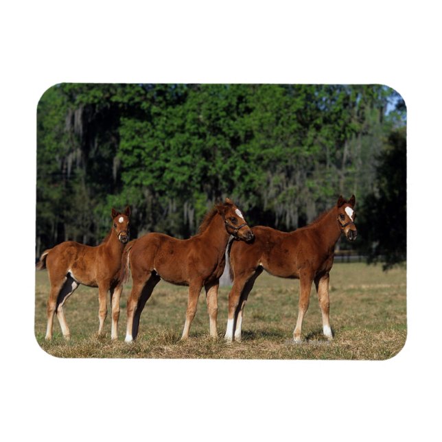 Magnet Flexible Groupe des poulains de Thoroughbred (Horizontal)