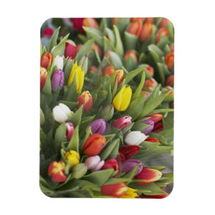 Magnet Flexible Groupes de tulipes colorées