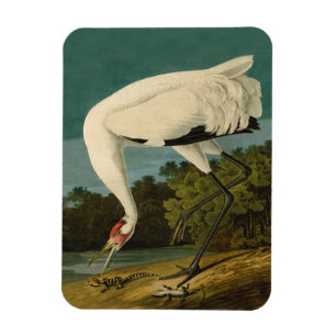 Magnet Flexible Grue blanche Audubon Peinture d'oiseaux