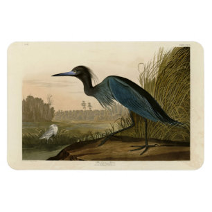 Magnet Flexible Grue bleue, Heron, d'Audubon's Birds of America