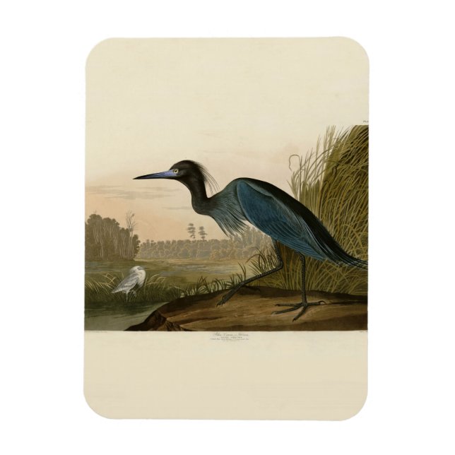 Magnet Flexible Grue bleue Héron Peinture Audubon (Vertical)