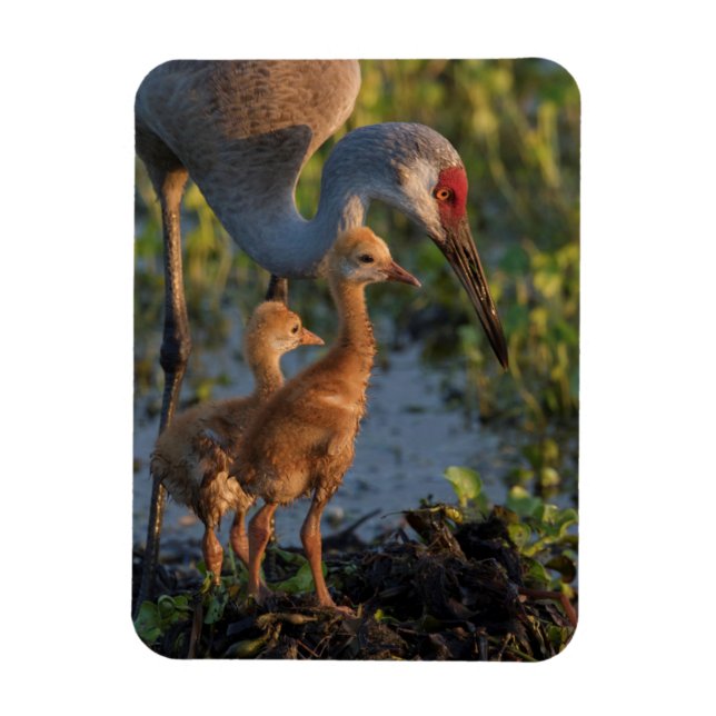 Magnet Flexible Grue du Canada avec poussins, Floride (Vertical)