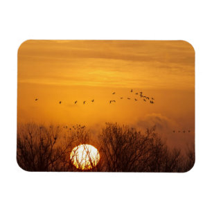 Magnet Flexible Grues de Sandhill silhouettées contre le soleil l