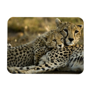 Magnet Flexible Guépard, Acinonyx jubatus, avec son petit dans le