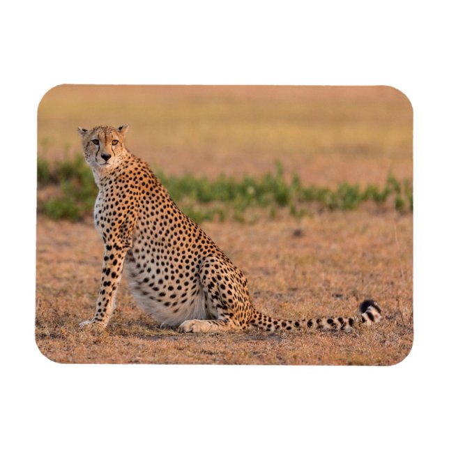 Magnet Flexible Guépard au repos tôt le matin (Horizontal)