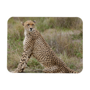 Magnet Flexible guépard masculin, jubatus d'Acinonyx, Serengeti,