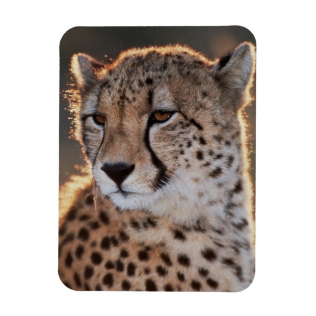 Magnet Flexible Guépard regardant ailleurs (Vertical)