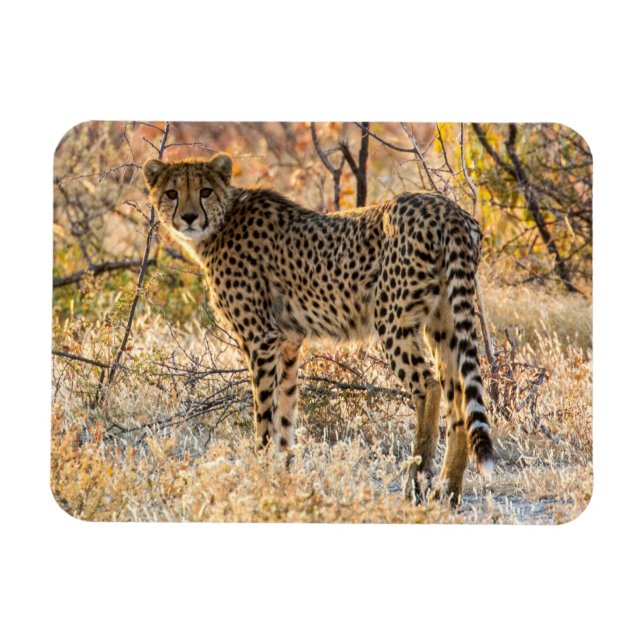 Magnet Flexible Guépard regardant autour (Horizontal)