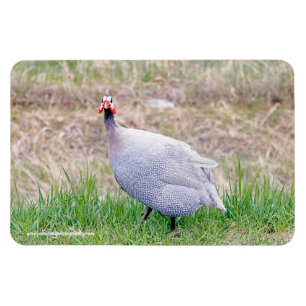 Magnet Flexible Guinée Fowl