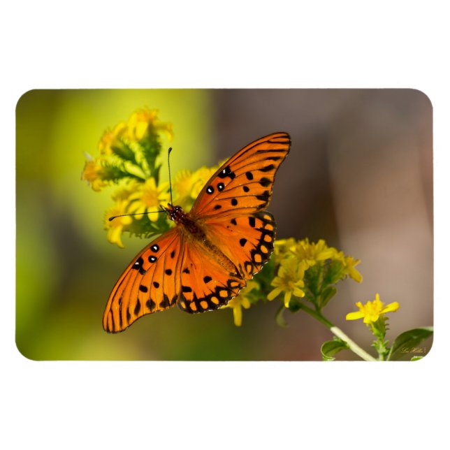 Magnet Flexible Gulf Fritillary aka Passion Butterfly on Goldenrod (Horizontal)