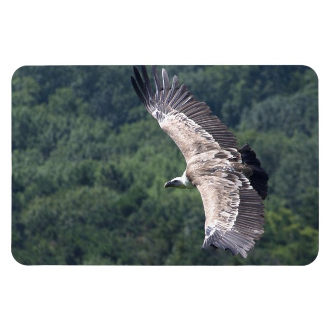 Magnet Flexible Gyps fulvus flying (Horizontal)