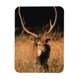Magnet Flexible Habitat naturel du chital Parc national de Bandh
