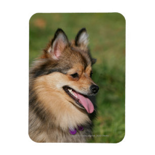 Magnet Flexible Halètement de Headshot de Pomeranian