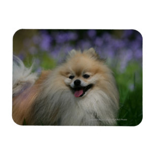 Magnet Flexible Halètement de Pomeranian
