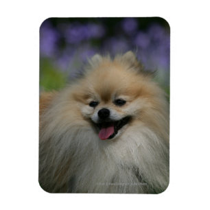 Magnet Flexible Halètement de Pomeranian