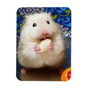 Magnet Flexible Hamster syrien pelucheux Kokolinka mangeant une