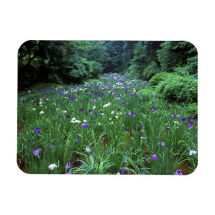 Magnet Flexible Hana Shobu (Japanese Water Iris), Meiji Shrine,