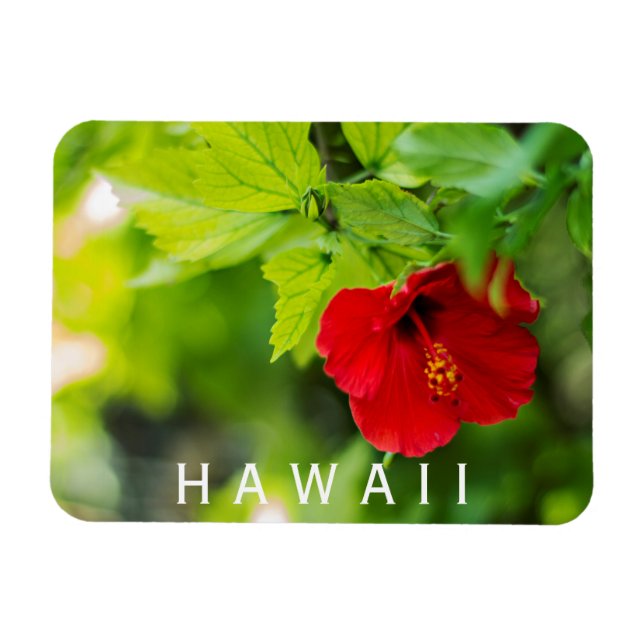 Magnet Flexible Hanalei Rouge Hibiscus Fleur tropicale (Horizontal)