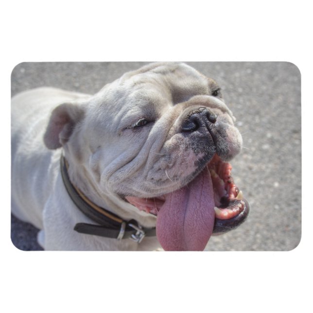 Magnet Flexible Happy White Bulldog (Horizontal)
